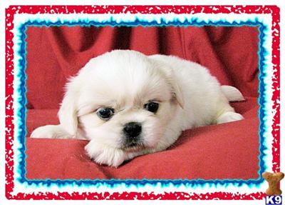 Pekingese Puppies for Sale